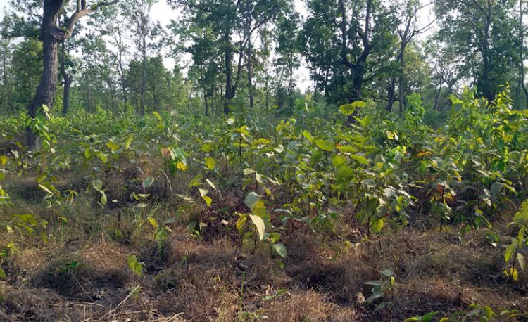 Natural Germination inside Dhanushadham Protected Forest