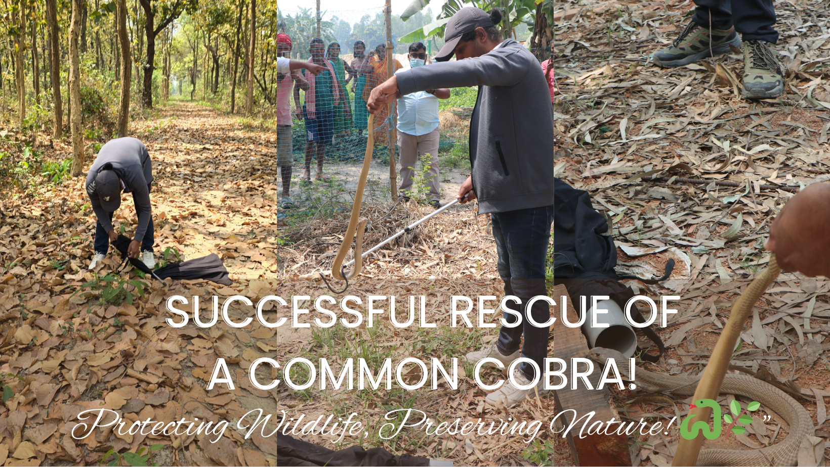 Today, Our team successfully rescued Common Cobra from Dhanushadham Municipality-5 Parbata.