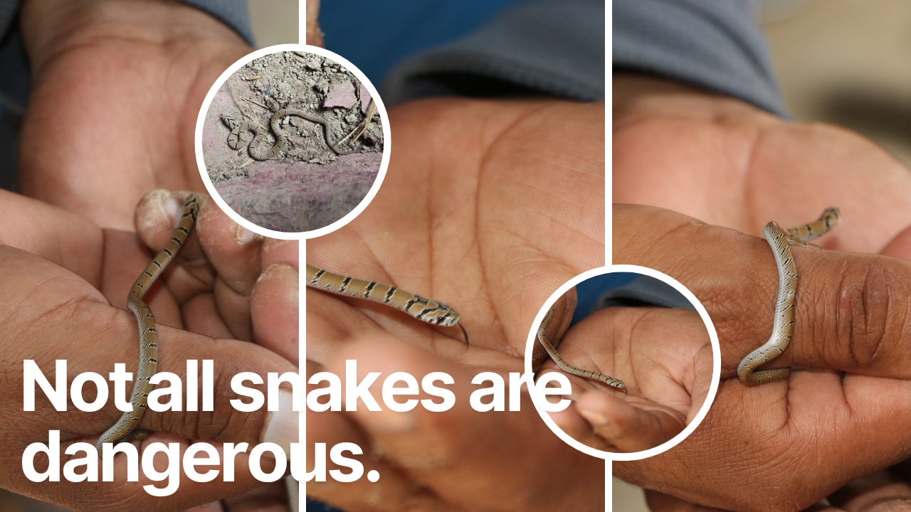 Not all snakes are dangerous.