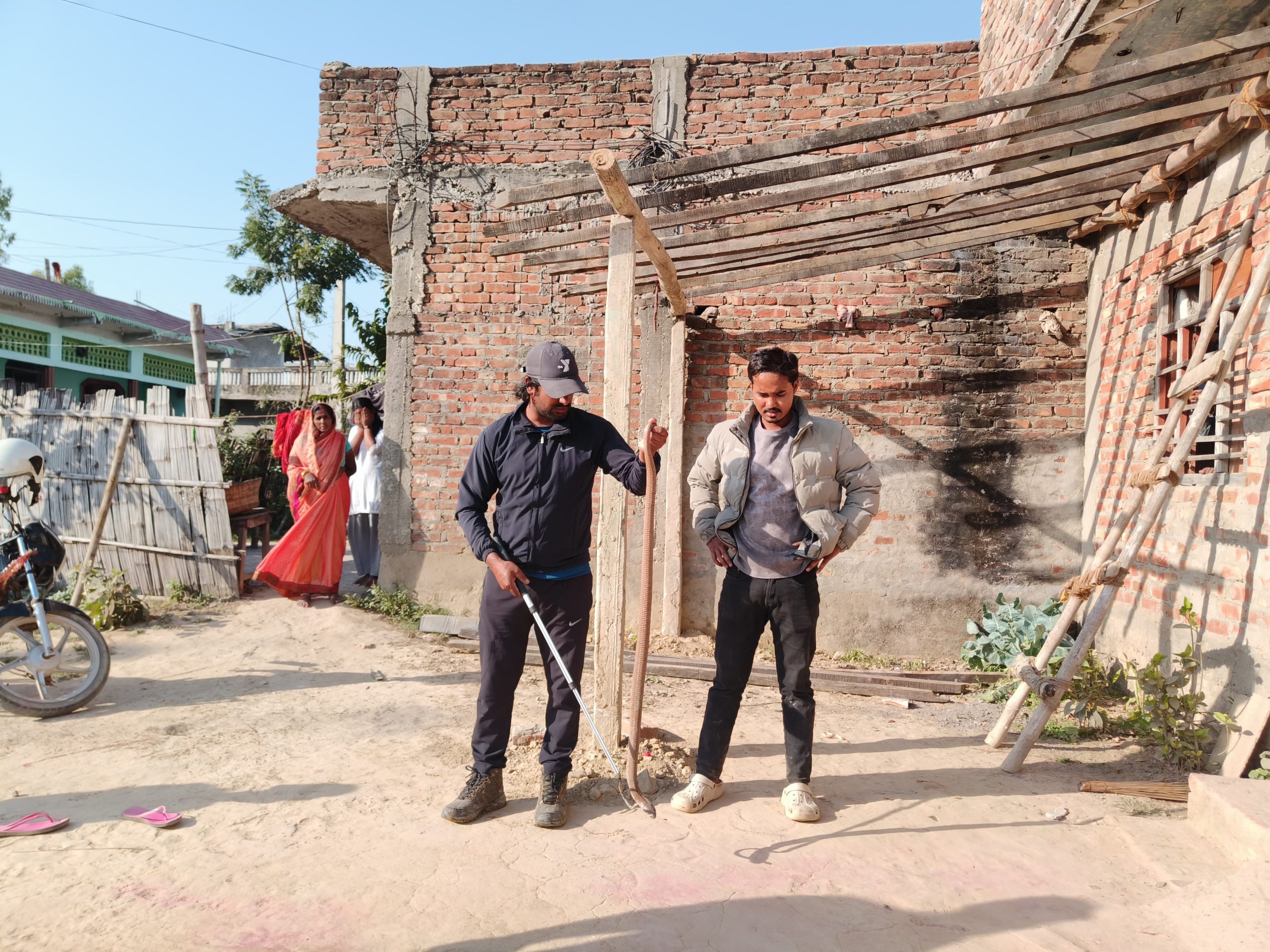 Successful Rescue of a Common Cobra!