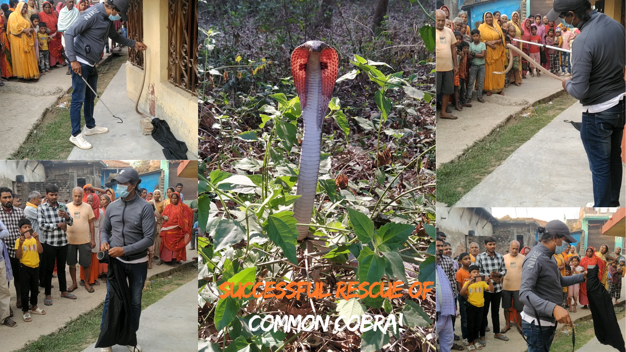 Successful Rescue of a Common Cobra!