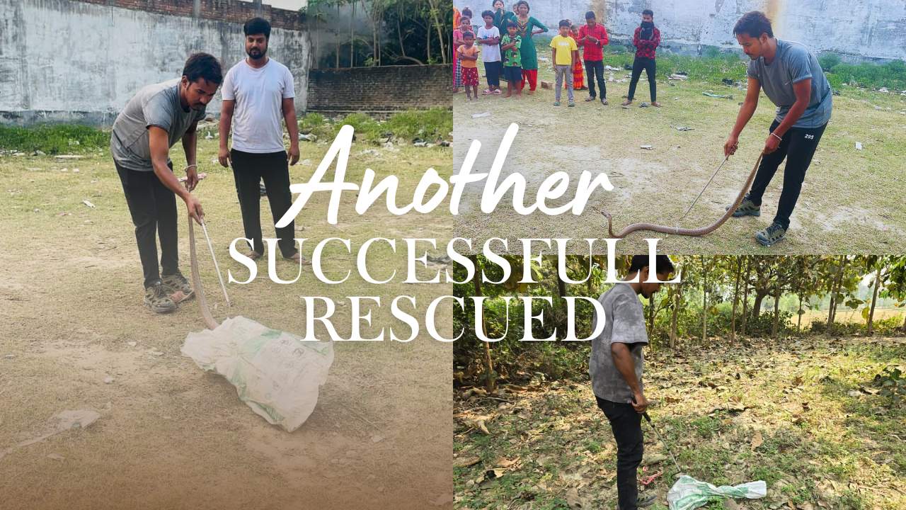 Another Successfull Rescued