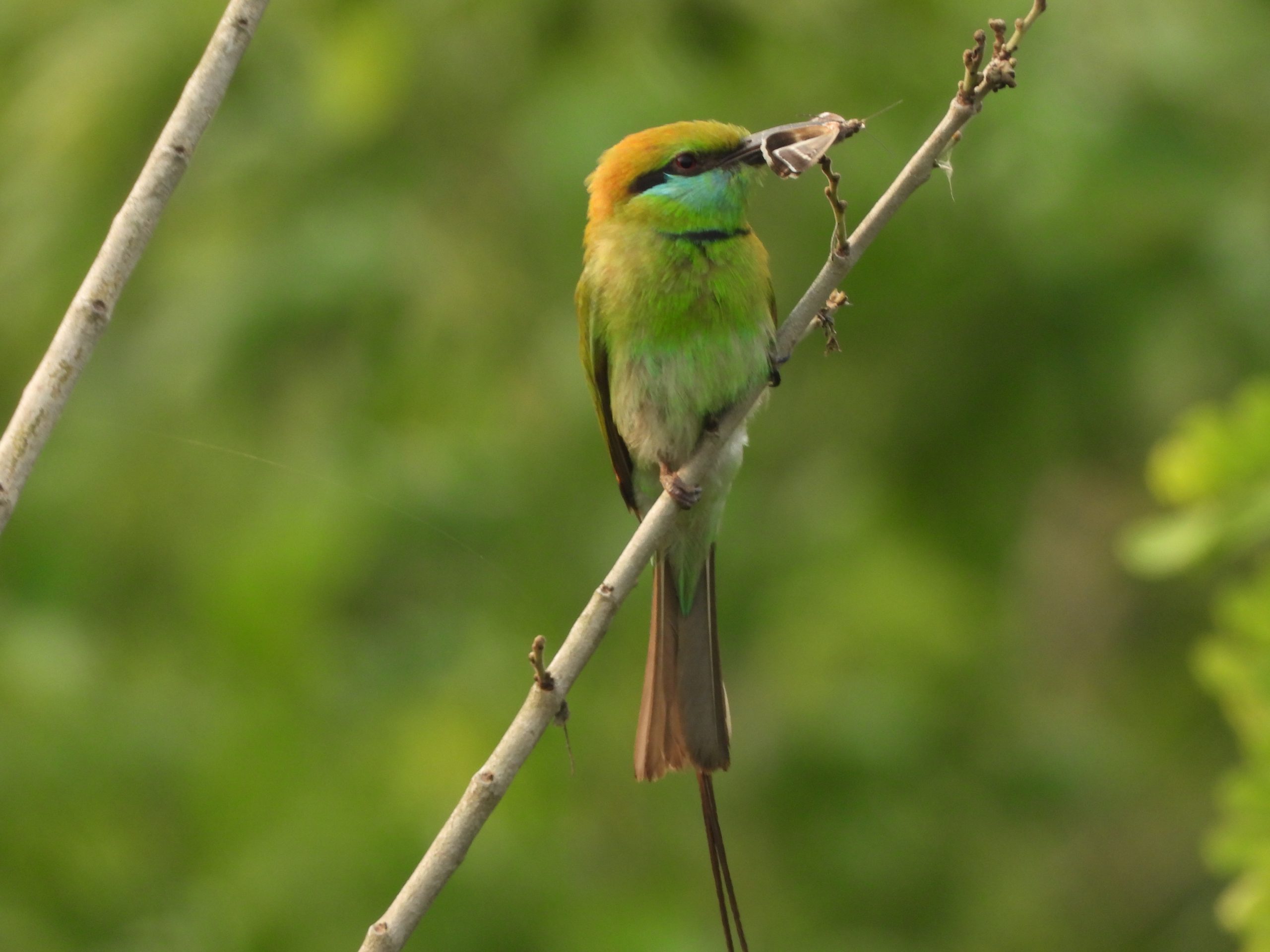 Vertebrate fauna research in Madhesh Province