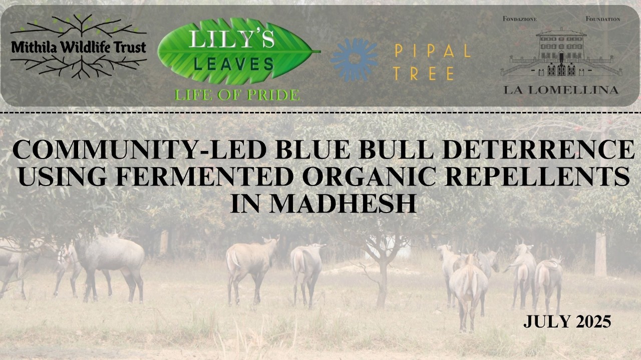 COMMUNITY-LED BLUE BULL DETERRENCE USING FERMENTED ORGANIC REPELLENTS IN MADHESH