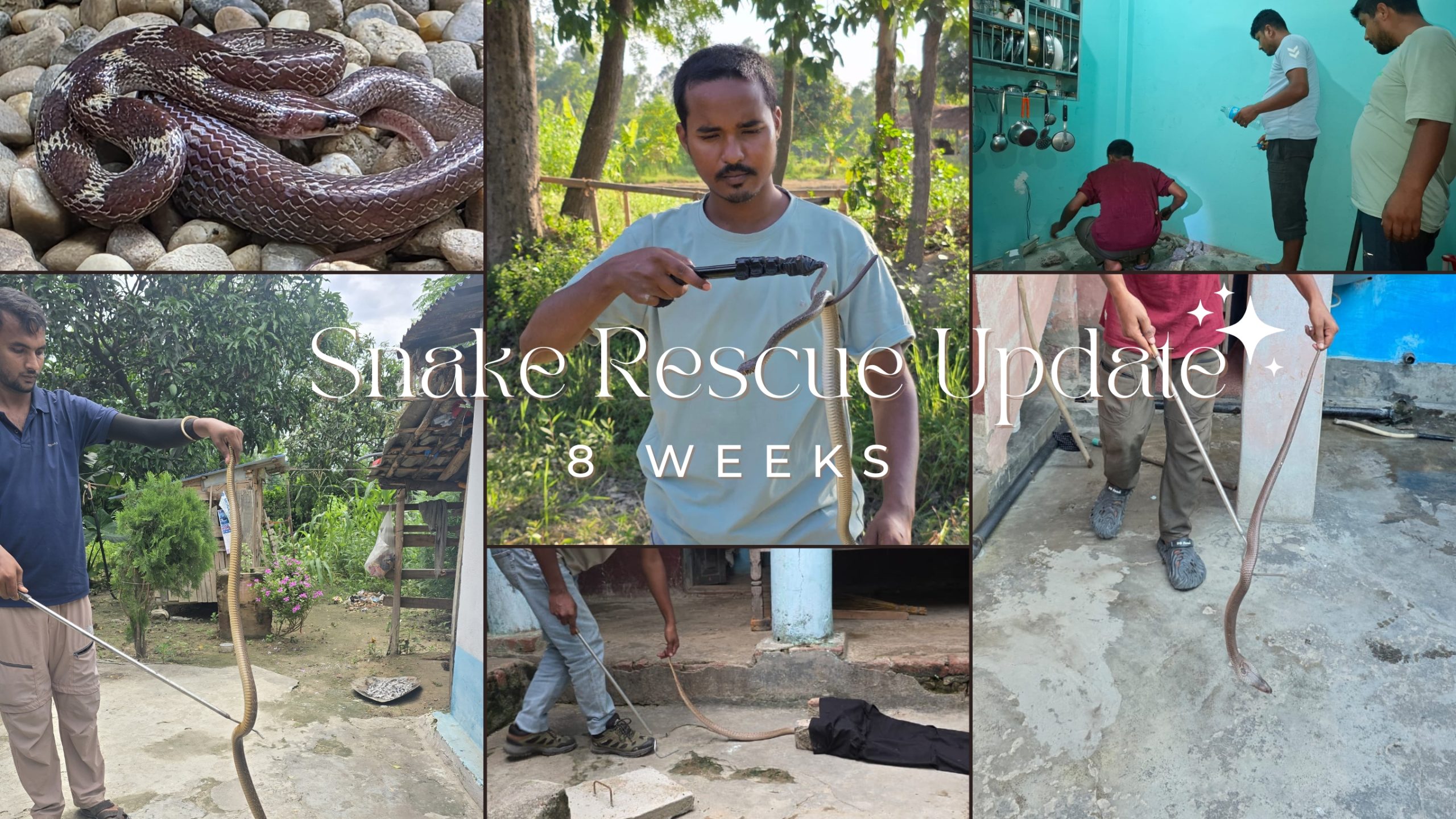Snake Rescue Update | May 17 – July 13, 2025 (In just 8 weeks)
