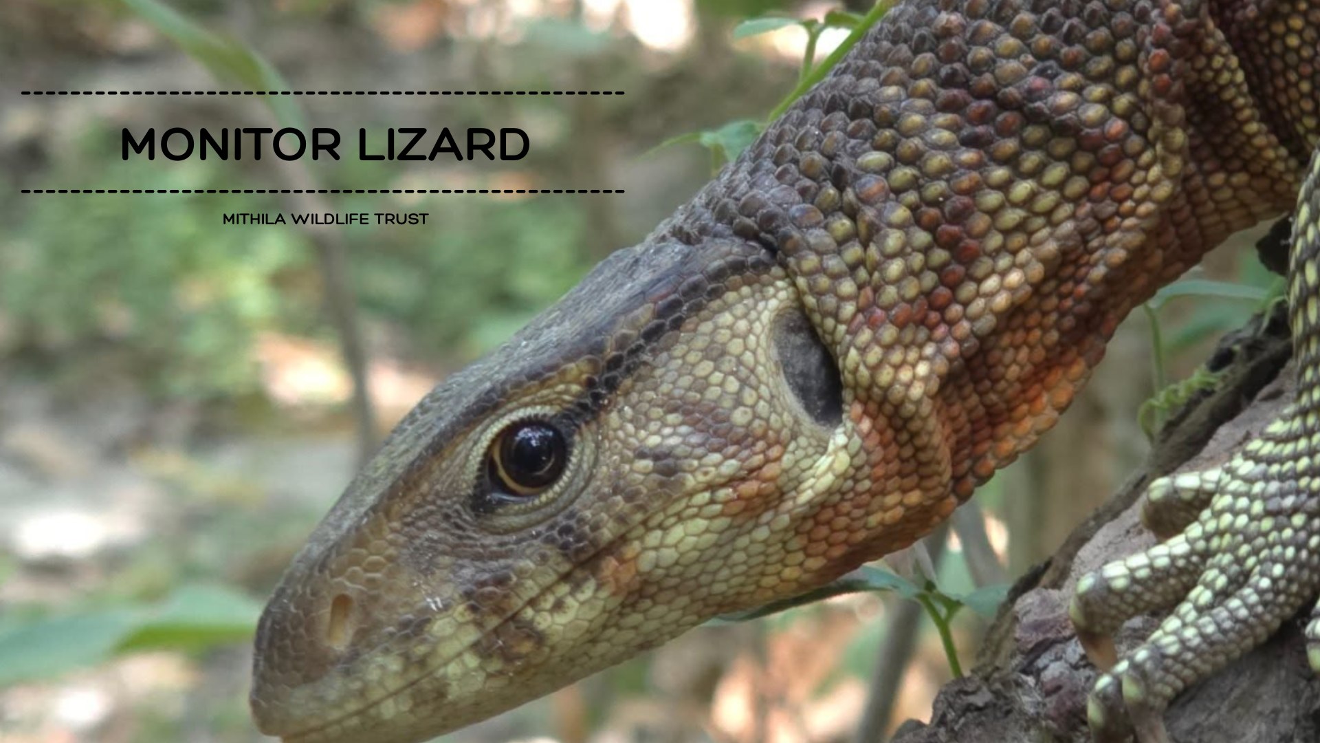 सुन गोहोरो (Monitor Lizard) को सफल उद्धार!