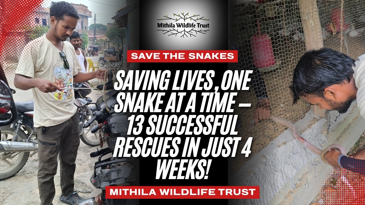Snake Rescue Update: 13 Snakes Saved in Just 4 Weeks