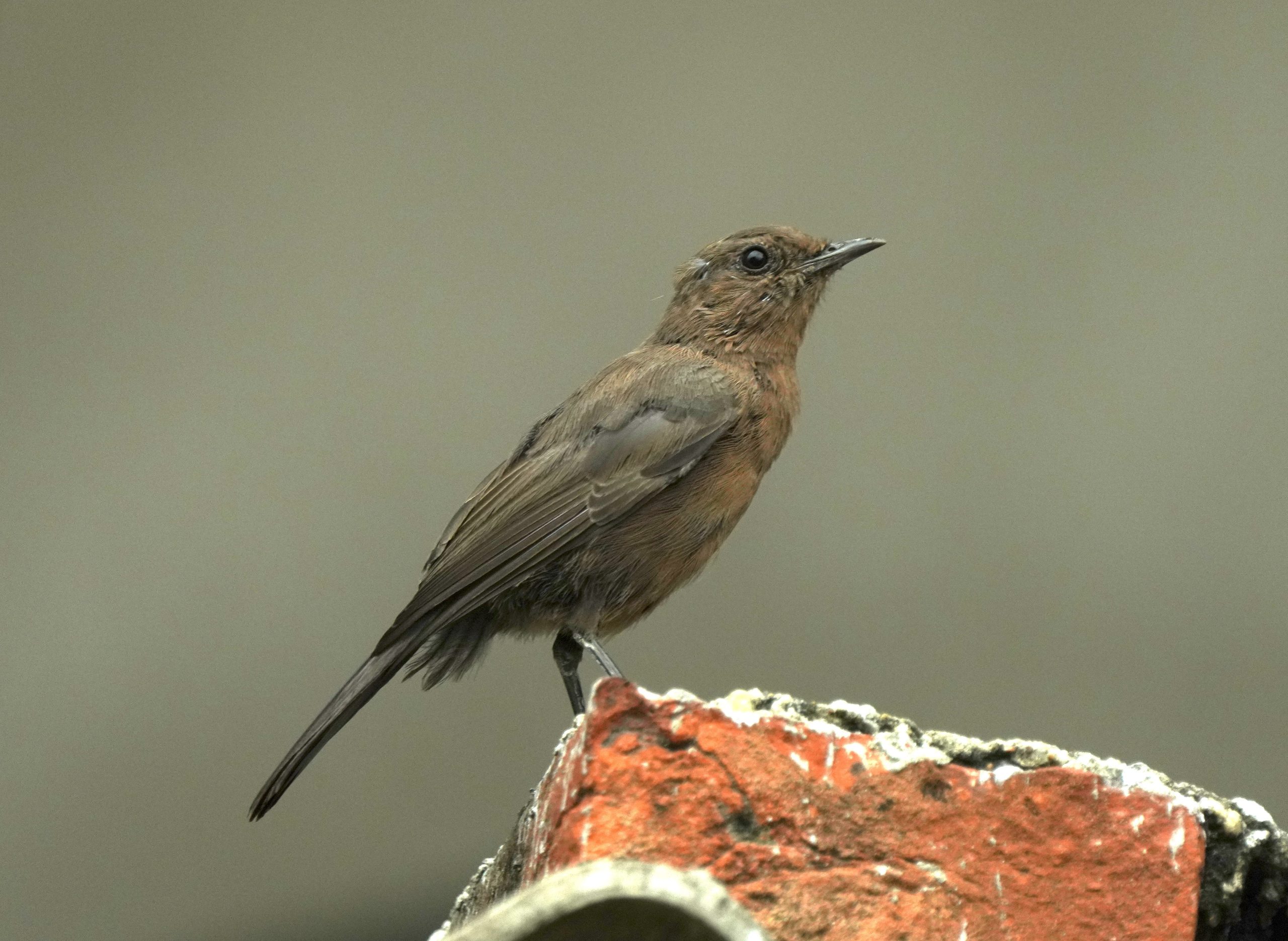 A juvenile Brown Rock Chat (Oenanthe fusca) observed in Janakpur, Dhanusha District.