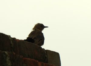 Third juvenile Brown Rock Chat (Oenanthe fusca) observed in Janakpur, Dhanusha District.