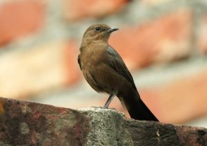 Second juvenile Brown Rock Chat (Oenanthe fusca) observed in Janakpur, Dhanusha District.