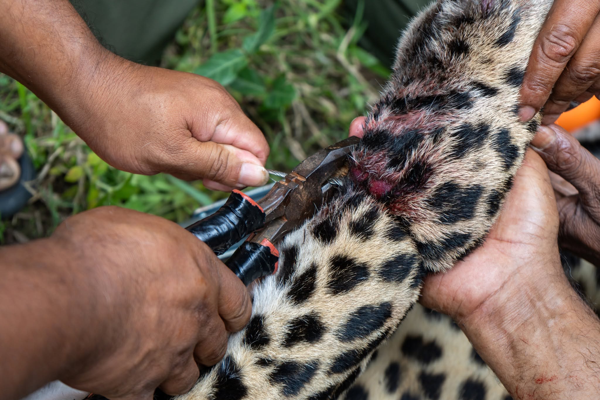Iron wire used to trap Leopard by local community was hard to cut with Cutting Pliers