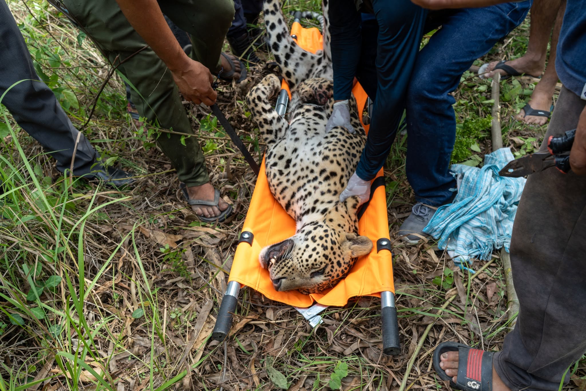 Rescued Leopard ready to get transported