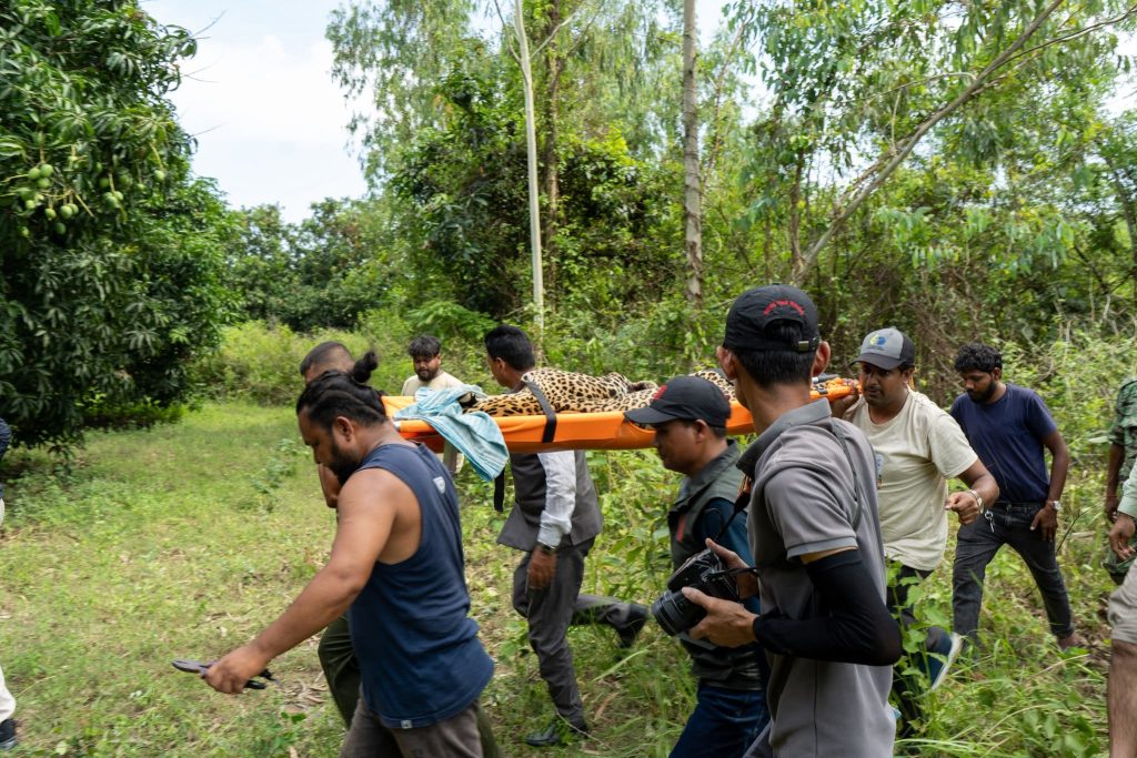 Wildlife Rescue Team carrying rescued Leopard to Animal Ambulance