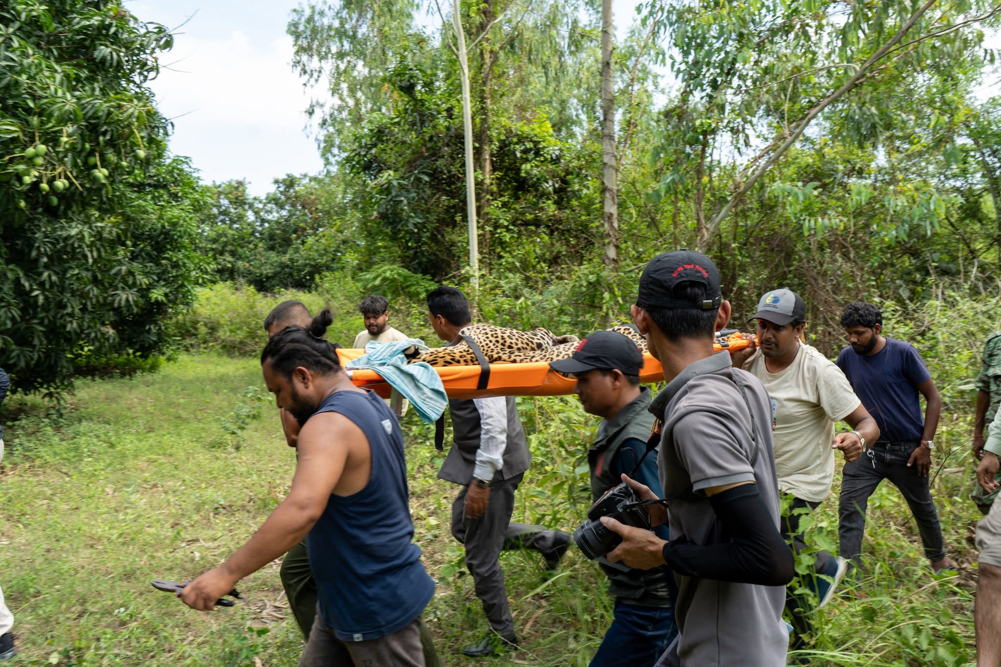 Wildlife Rescue Team carrying rescued Leopard to Animal Ambulance
